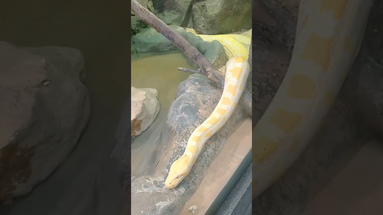 Emirates Park Zoo- Abu Dhabi UAE -12-20-23