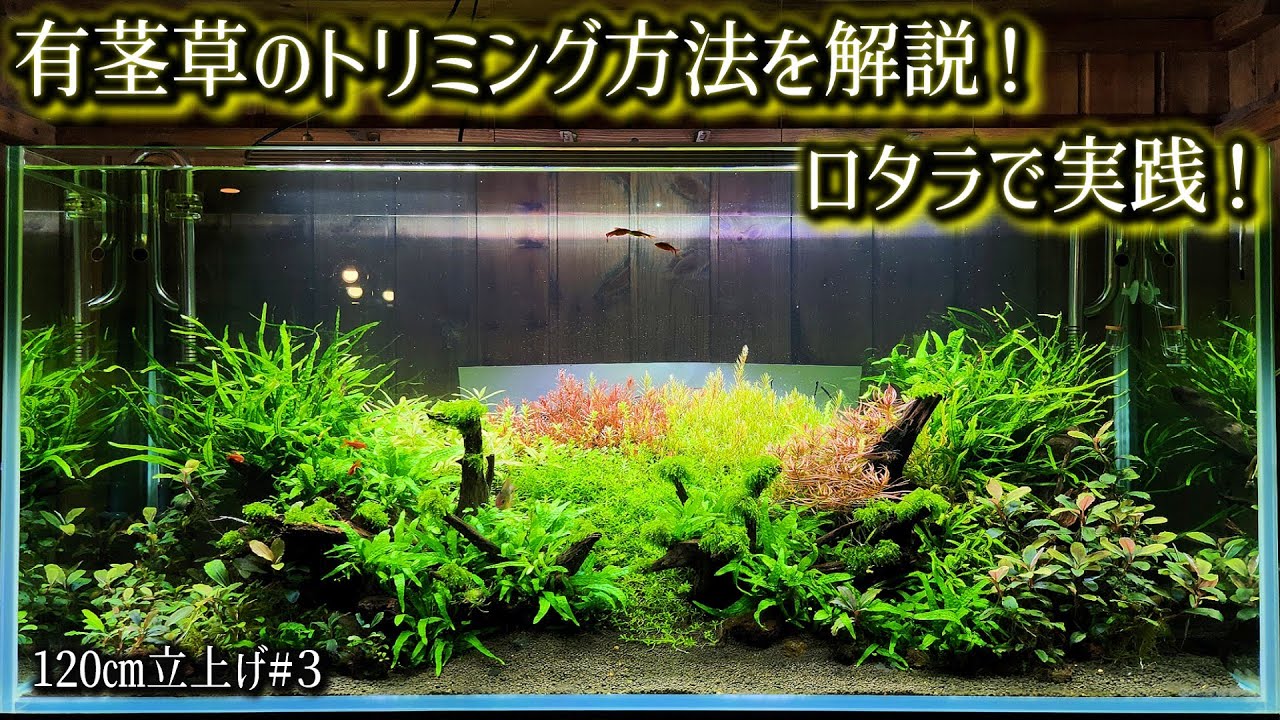 【ｱｸｱﾘｳﾑ】ロタラのトリミング方法と成長を解説！
