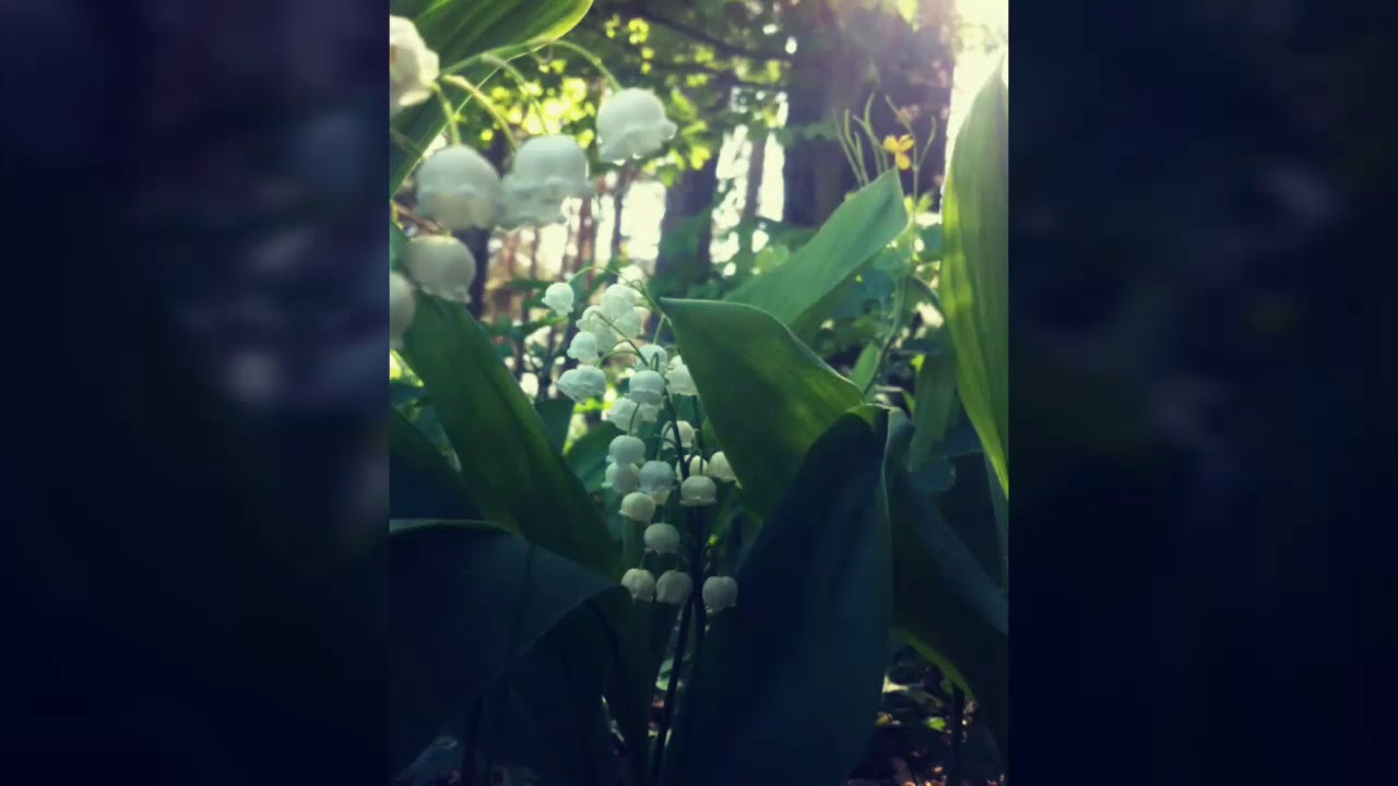 ГОЛОВЕНЬКИ