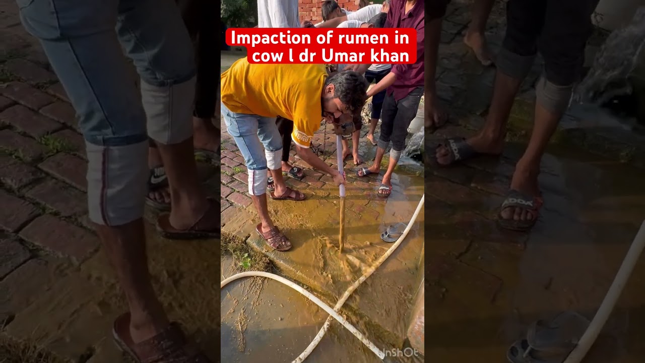 Draining of ingesta l impaction of rumen l dr Umar khan