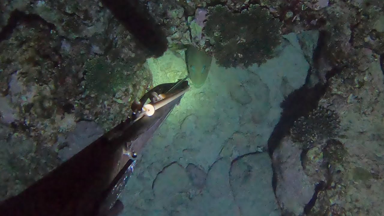 【素潜り魚突き】2023年3月22日【spearfishing in JAPAN】