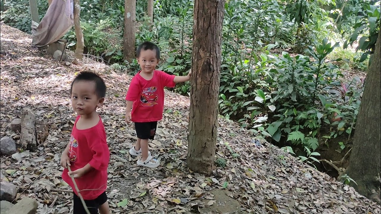 Pohon besar Hutan Desa Cigodeg Sukabumi // Ngabuburit Jalan Kampung