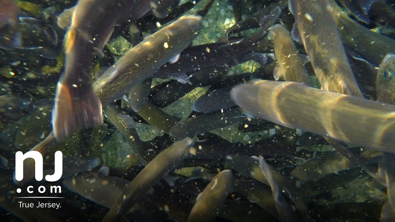 Raising and stocking rainbow trout from the Pequest Hatchery