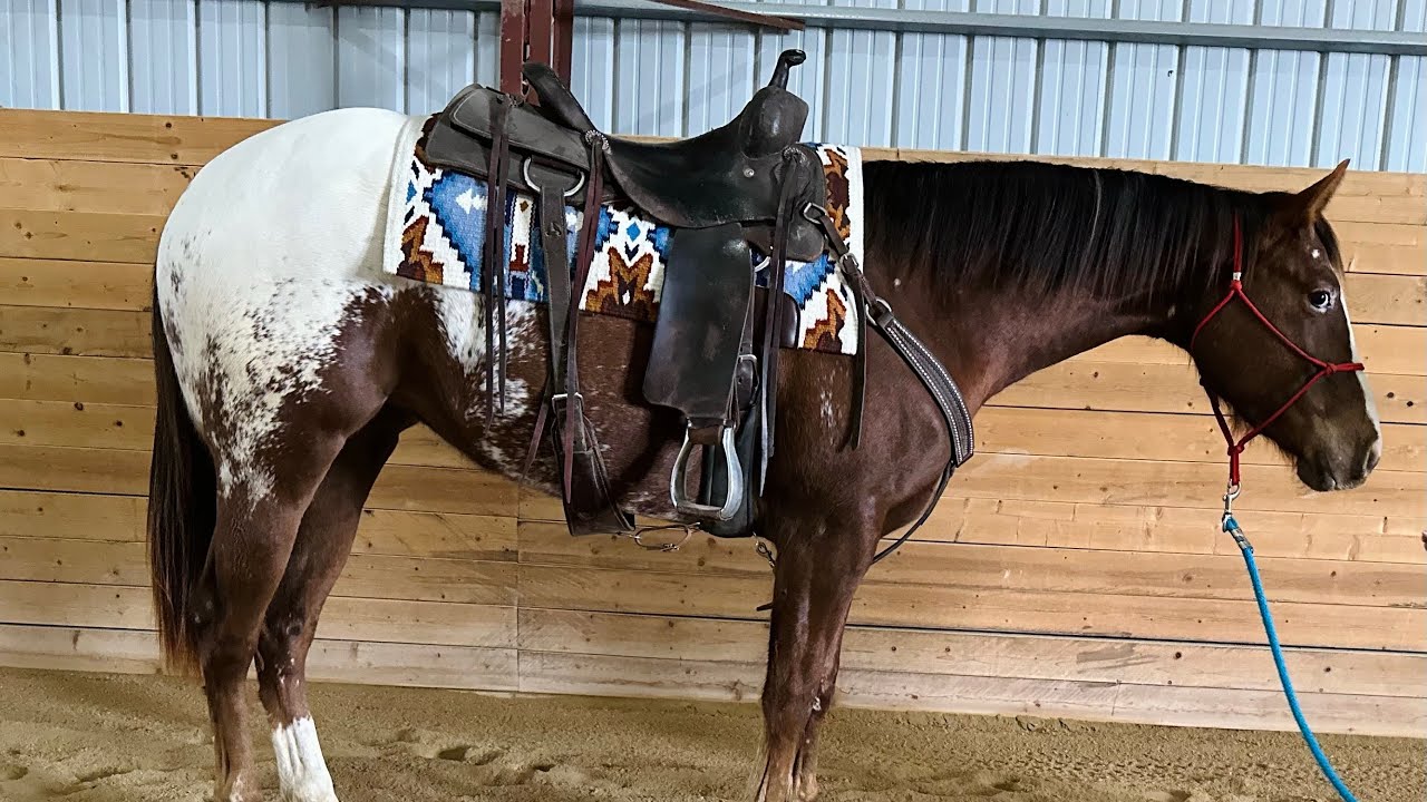 “Hollywood Hotscotch” 2023 APHC mare for sale