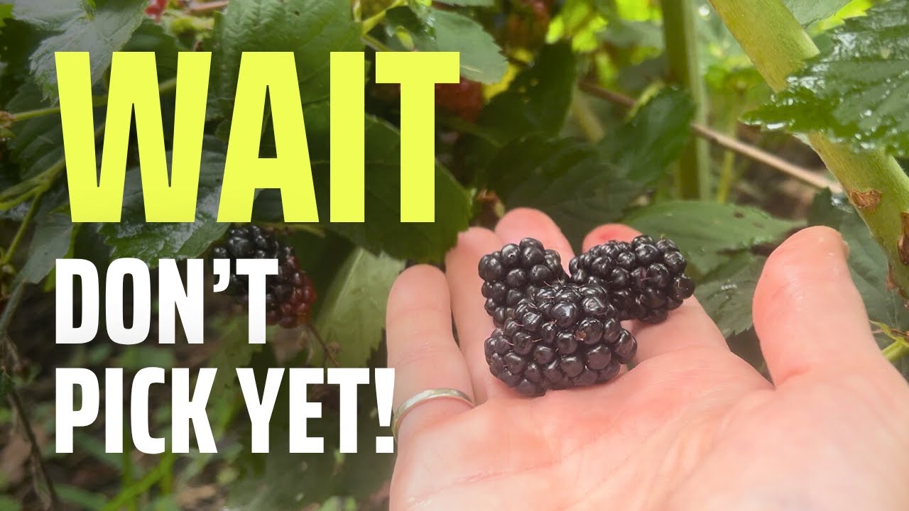 The #1 Mistake When Picking Blackberries