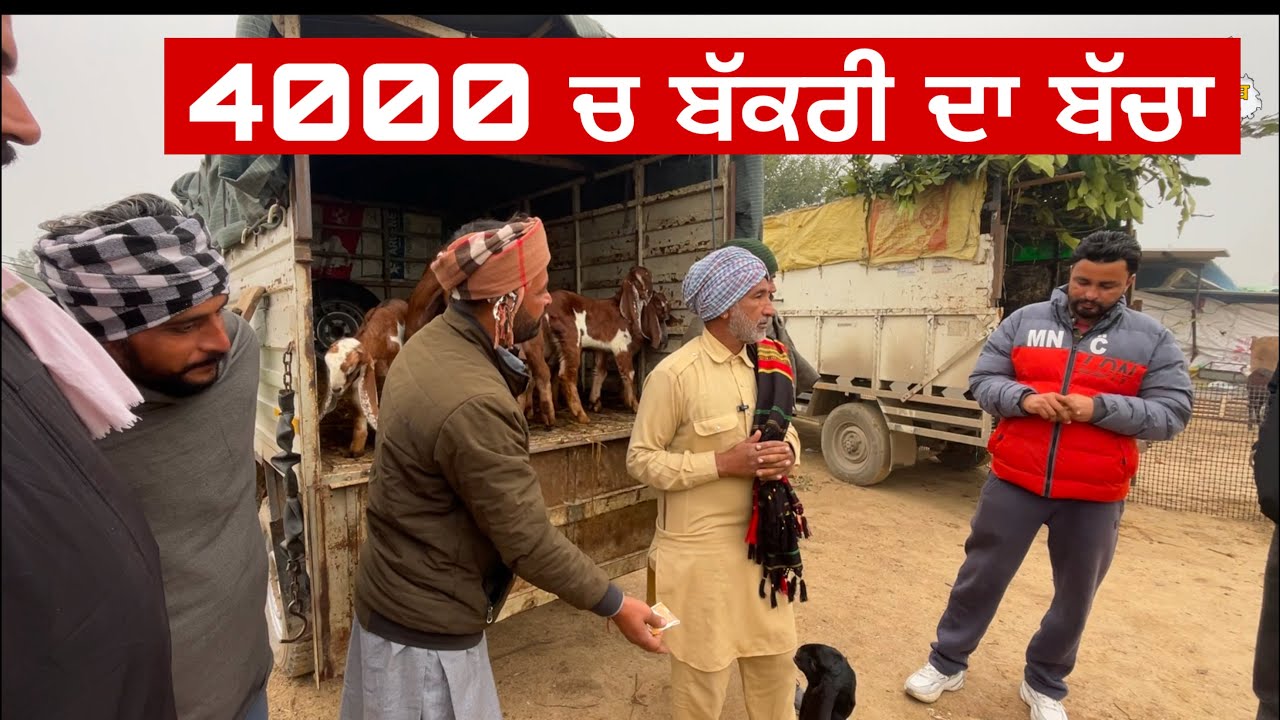 4000 ਚ ਬੱਕਰੀ ਦਾ ਬੱਚਾ । Tungwali Bakra Mandi #bakramandi