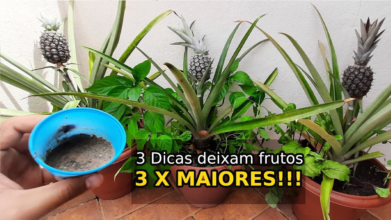 Como triplicar o tamanho do Abacaxi (3 dicas simples)