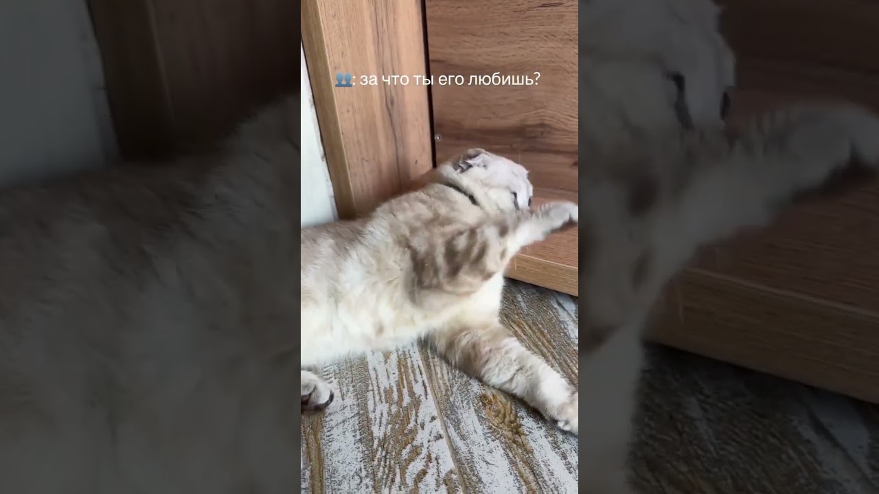 Люблю своего кота, но не только из-за глаз) 