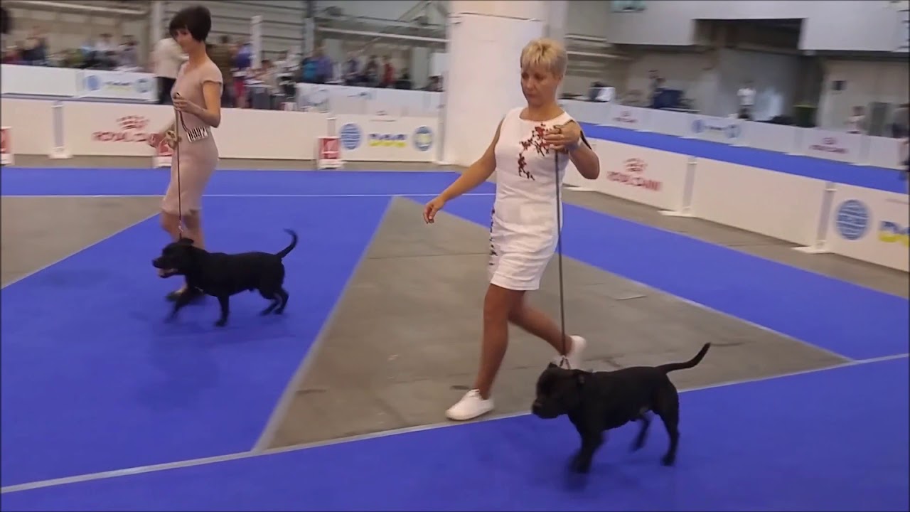 CACIB 2017 - KYIV, UKRAINE