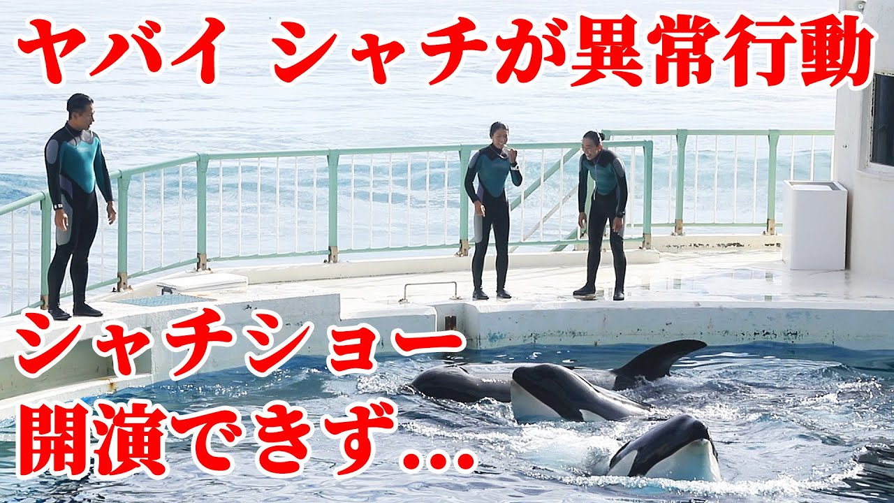 【前代未聞のアクシデント発生!!】シャチショー中止・・・ 鴨川シーワールド シャチショー KamogawaSeaWorld  orca killerwhale