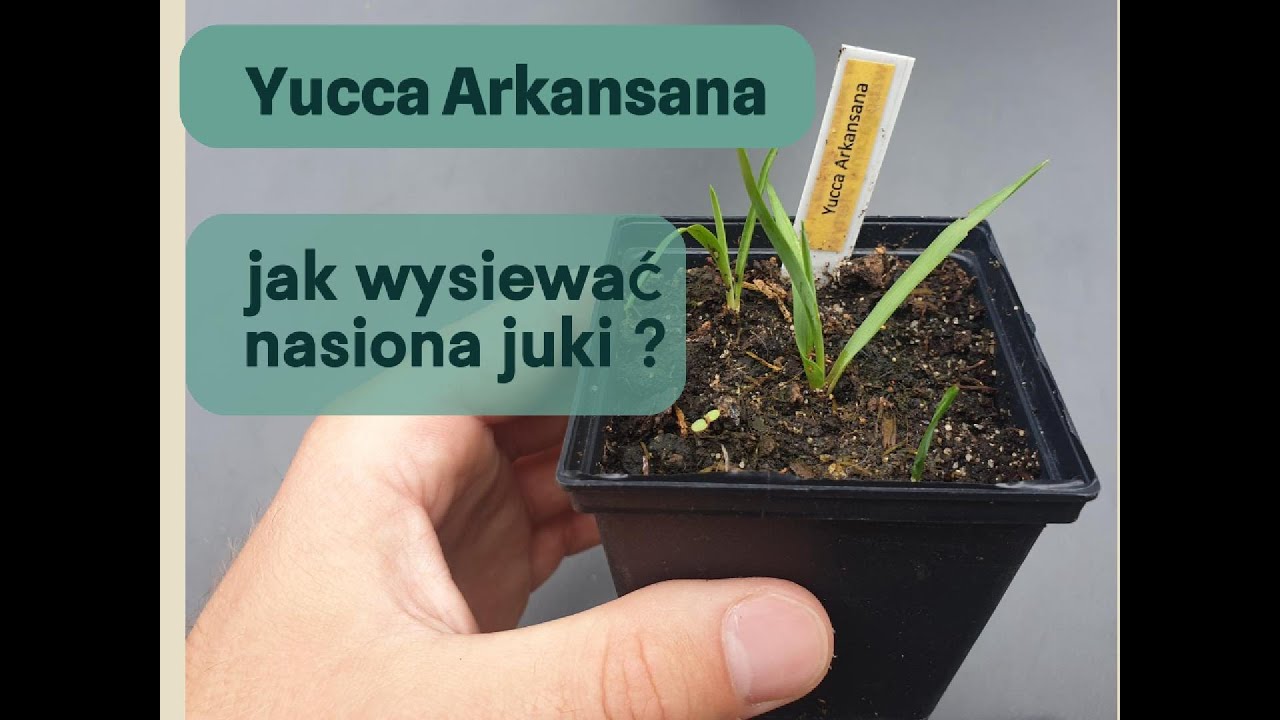 Juka (Yucca Arkansana) - wysiewam nasiona juki mrozoodpornej