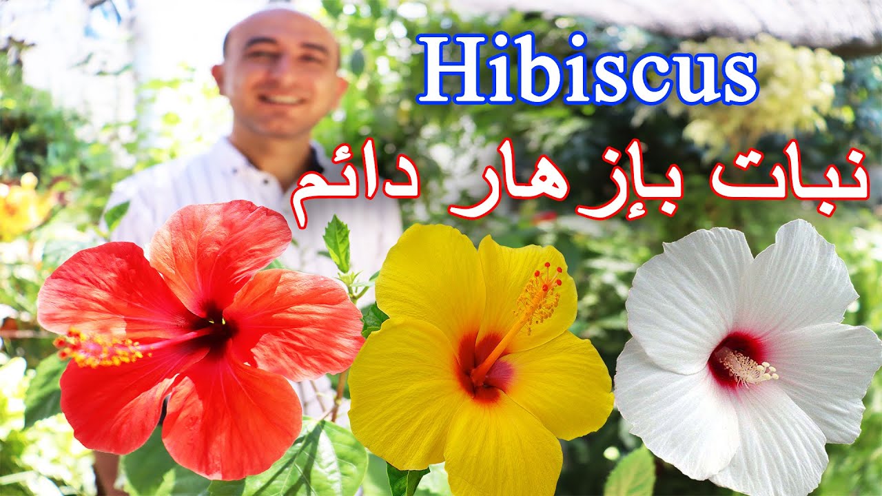 نبات بإزهار دائم | الهبيسكس (ورد الجمال)