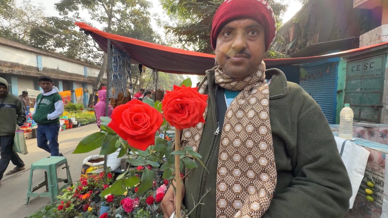 Affordable Rose, Bougainvillea, Camellia & Azalea Plants| Galiffstreet Kolkata| Best Flowers Forever