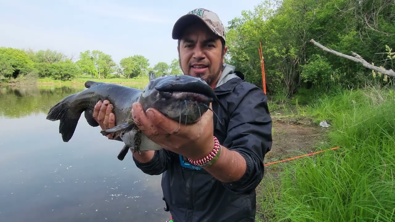 CARNADA y LINEA para pescar BAGRES de d&iacute;a , CONSEJOS DE PESCA!!