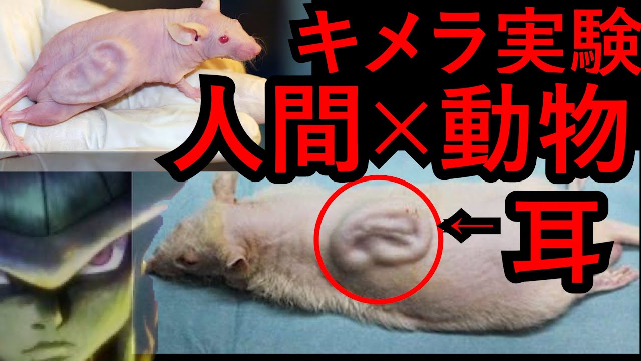 【キメラ編1】人間&times;動物～禁断の科学～