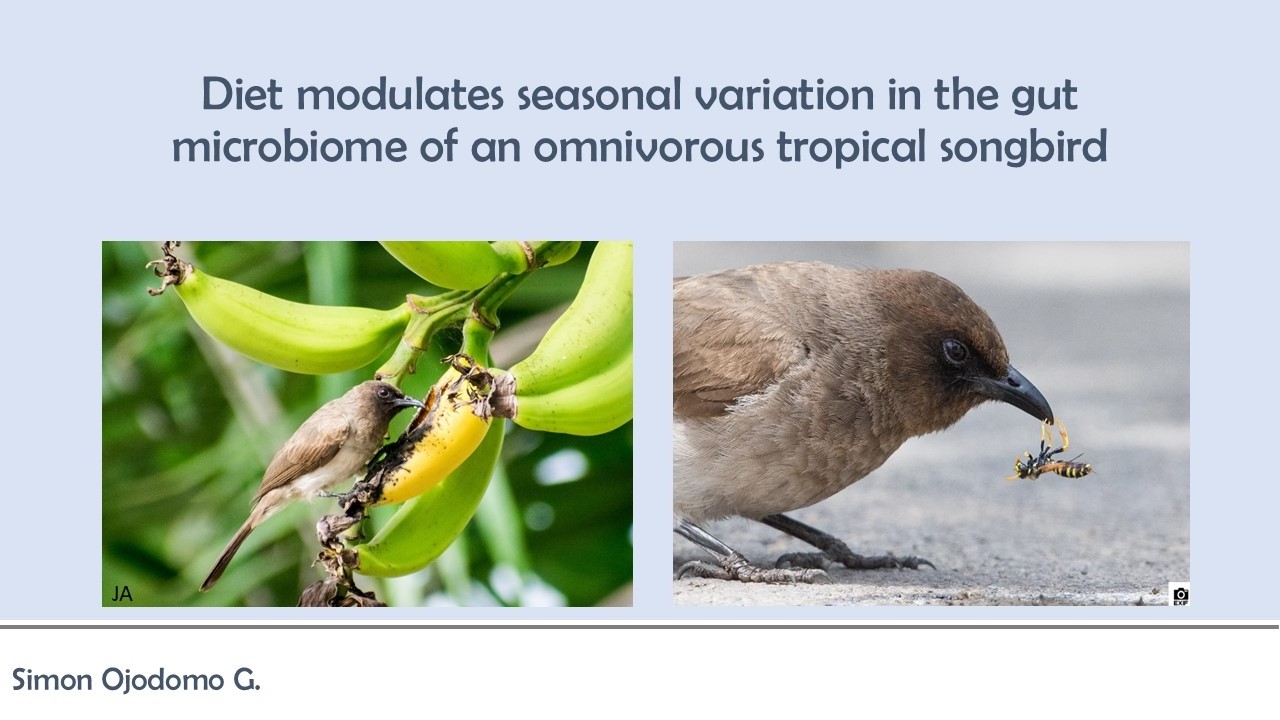 Diet Modulates Seasonal Variation in the Gut Microbiome of a Tropical Bird
