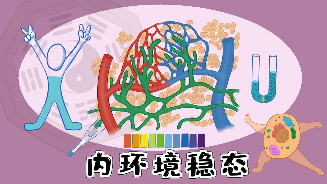 医学手绘动画 | 人体体液、内环境和稳态Body fluids, internal environment and homeostasis