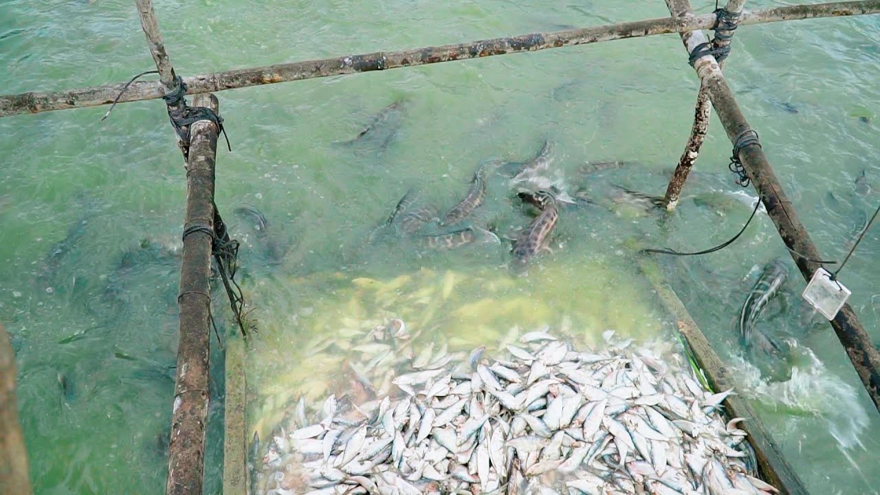 Channa micropeltes Fish farm It eats fish for food | Floating Village