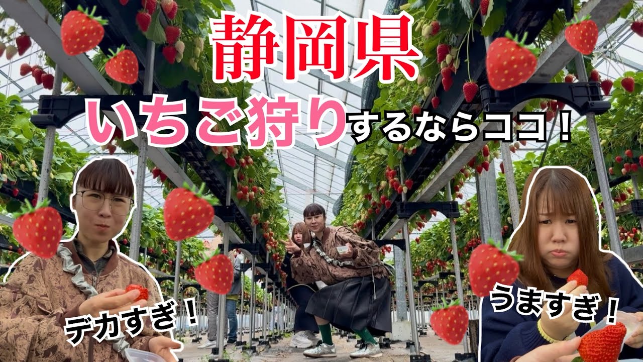 【藤枝市】初めてのジャパンベリーで100個食いを目指すぜ！！！！🍓🍓🍓