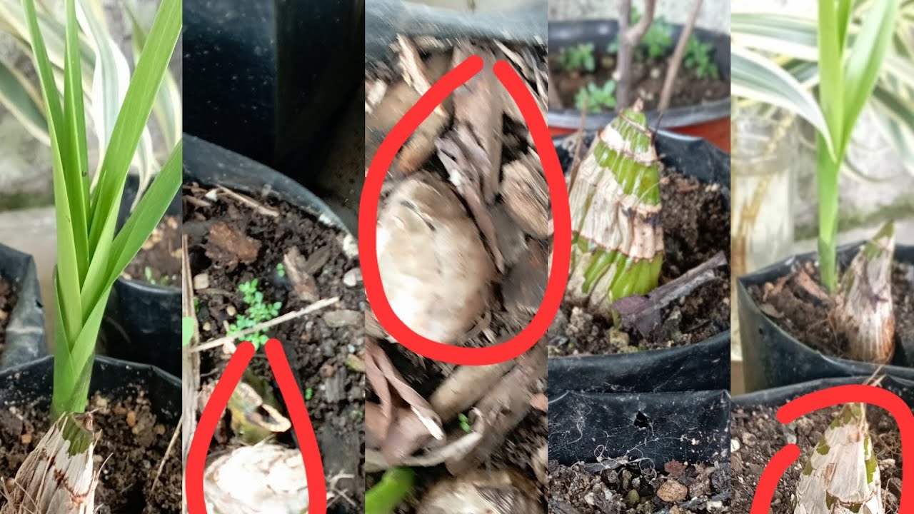 How to grow and care orchid bulb 🌱🌱#shortvideo #gardenflowerplants #gardening