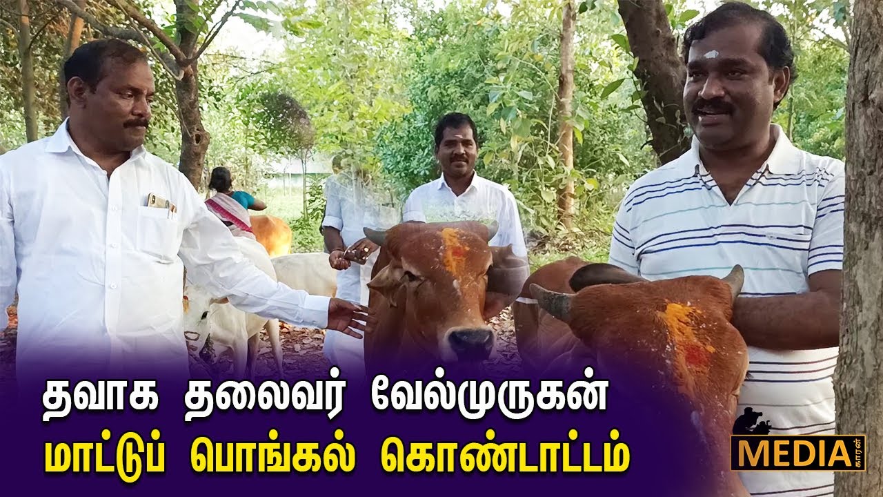 TVK Leader and Panruti MLA Velmurugan Pongal Celeberation in Family Puliyur
