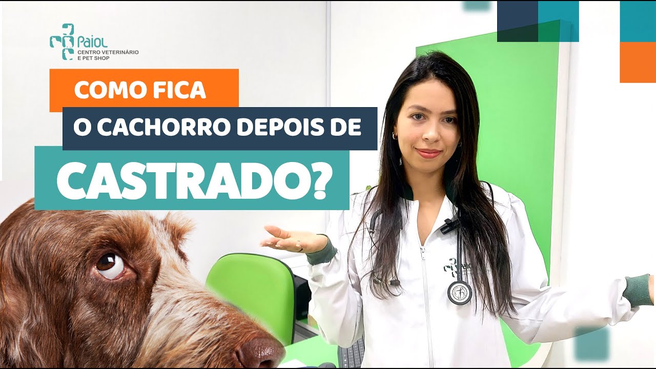 Cachorro muda o comportamento após castração?