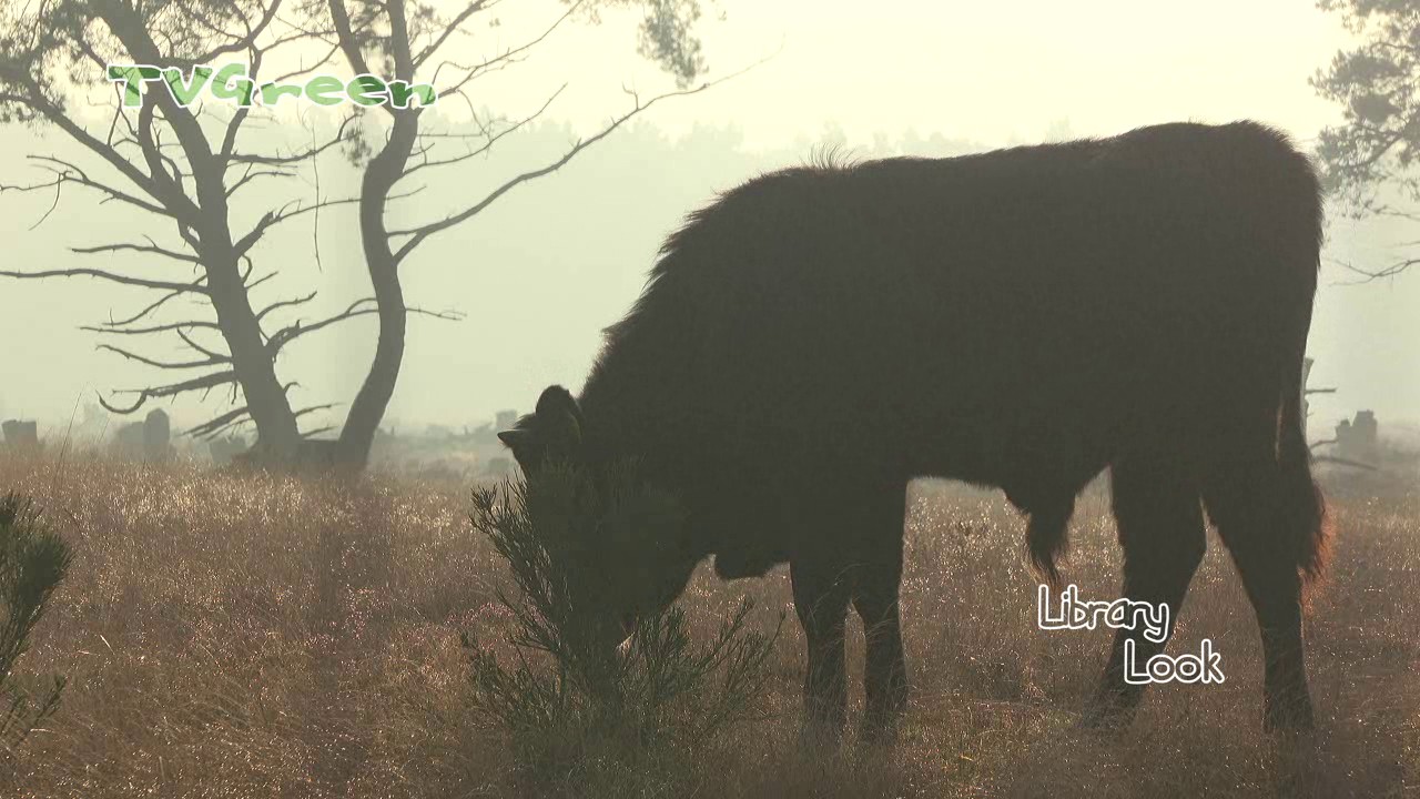 Rewilding with large herbivores: Sayaguesa Catlle