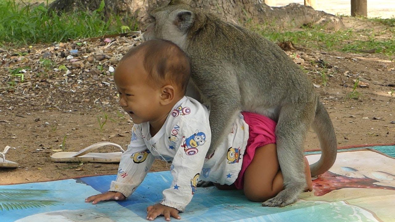 Amazing Monkey Sok Carry Human Baby | Sok Has Best Relationship With Sreyleap's Family