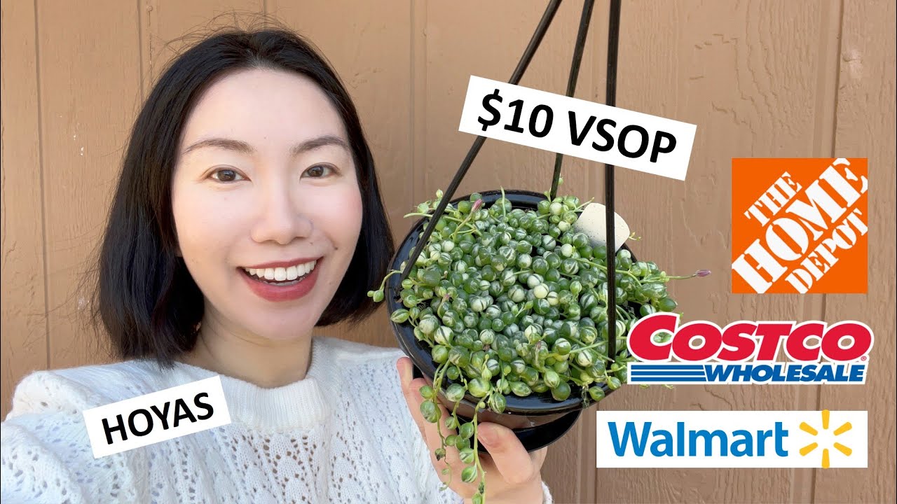 LUCKY Finds at Walmart, Home Depot & Costco: $10 VSOP, Hoyas, SOT, Hanging Baskets, Etc.