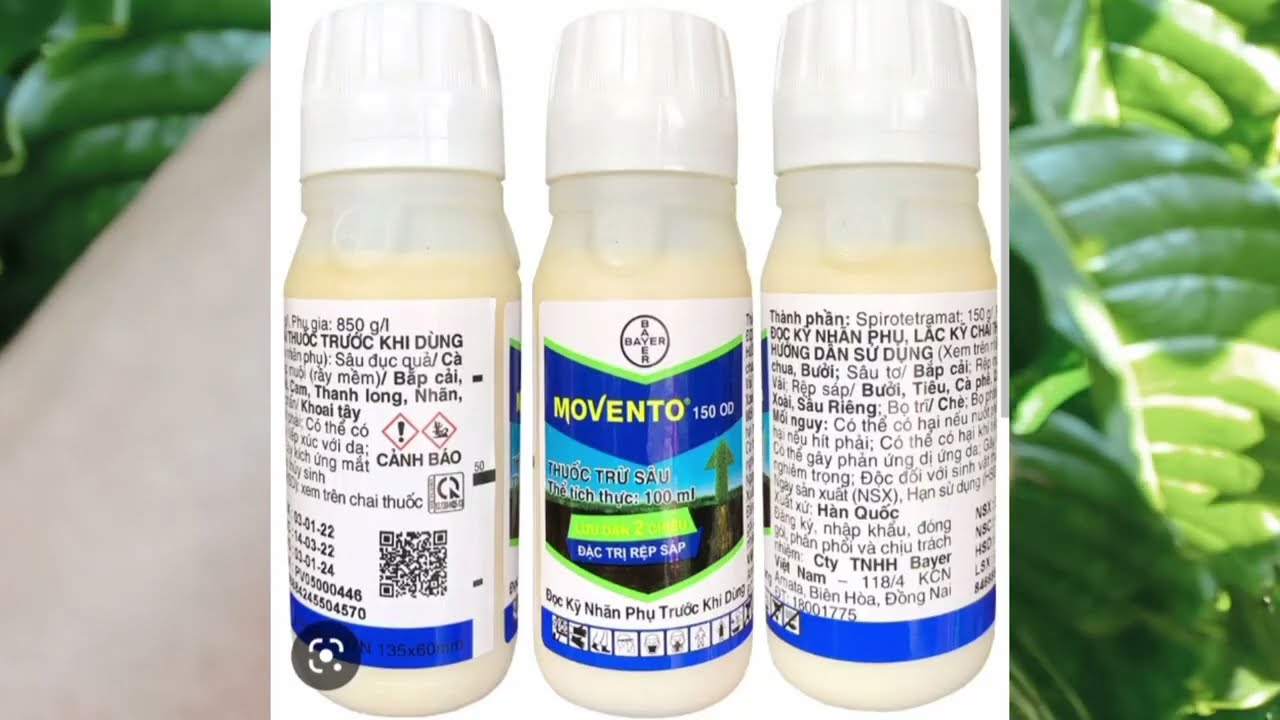 thuốc gì đặc trị rệp sáp trên cây cà phê , movento 150OD có phải là giải pháp