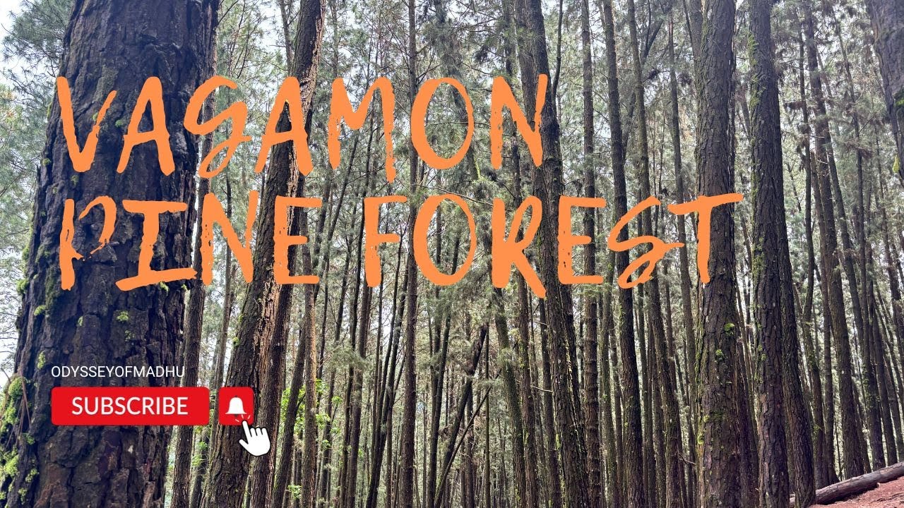 వాగమన్ పైన్ ఫారెస్ట్ 🍃 | Vagamon Pine Forest | Nature&rsquo;s Beauty Unveiled 🌳