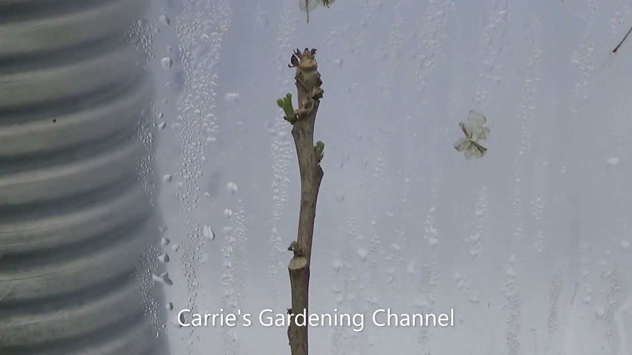 Do Moringa Trees Go Dormant In Northern Climates Indoors