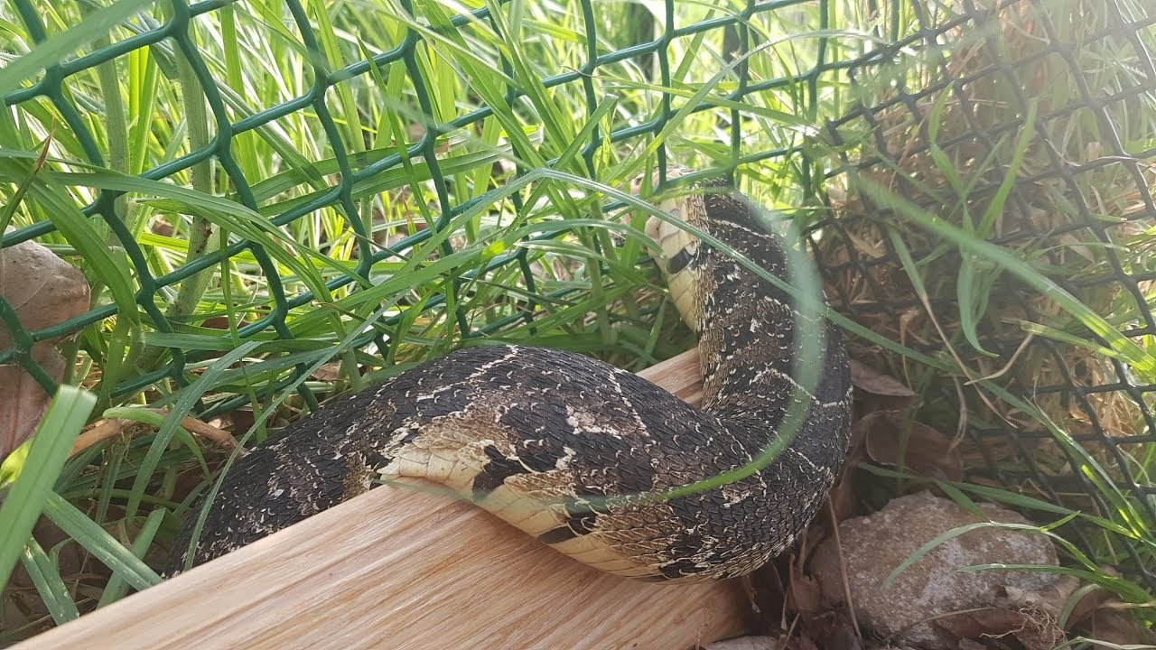Deadly snake got stuck in a fence, this happened...