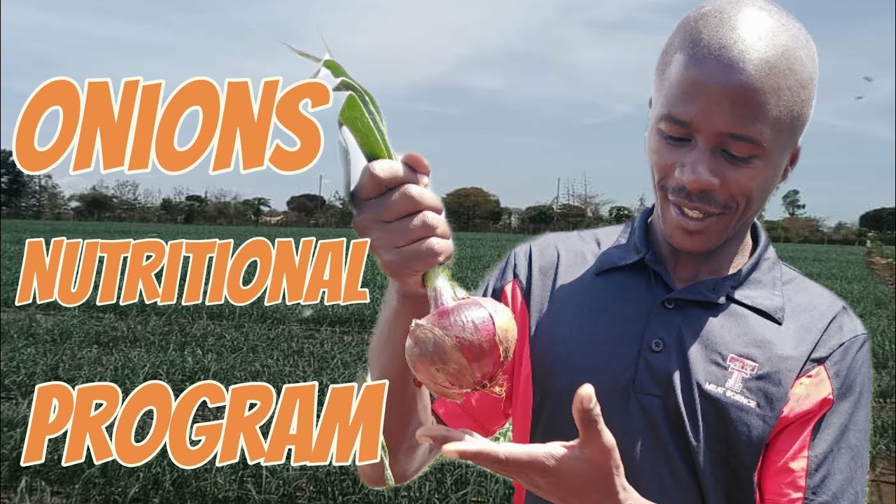 Onions Farming Nutrition Program from Planting to Harvesting 