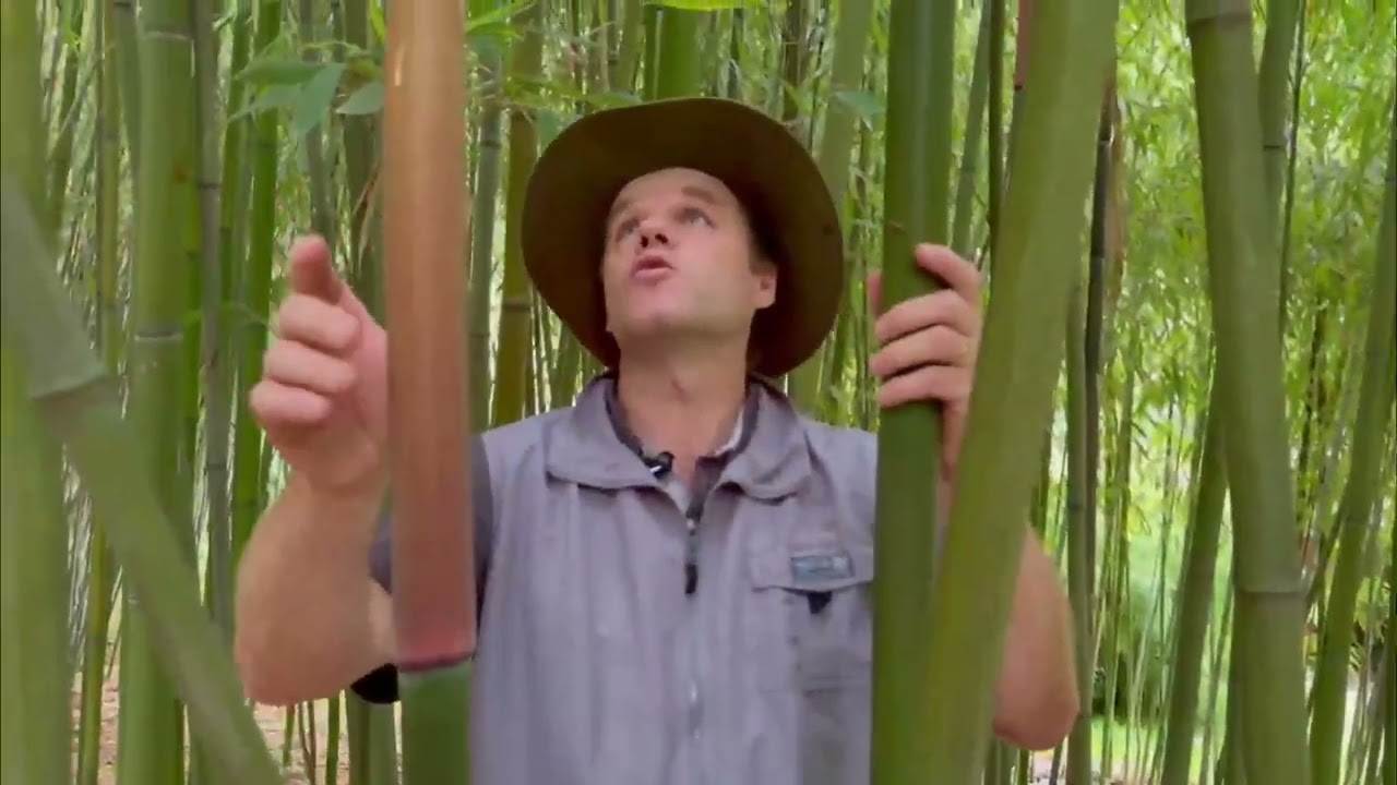 Pourquoi les bambous sont-ils si difficiles à identifier?