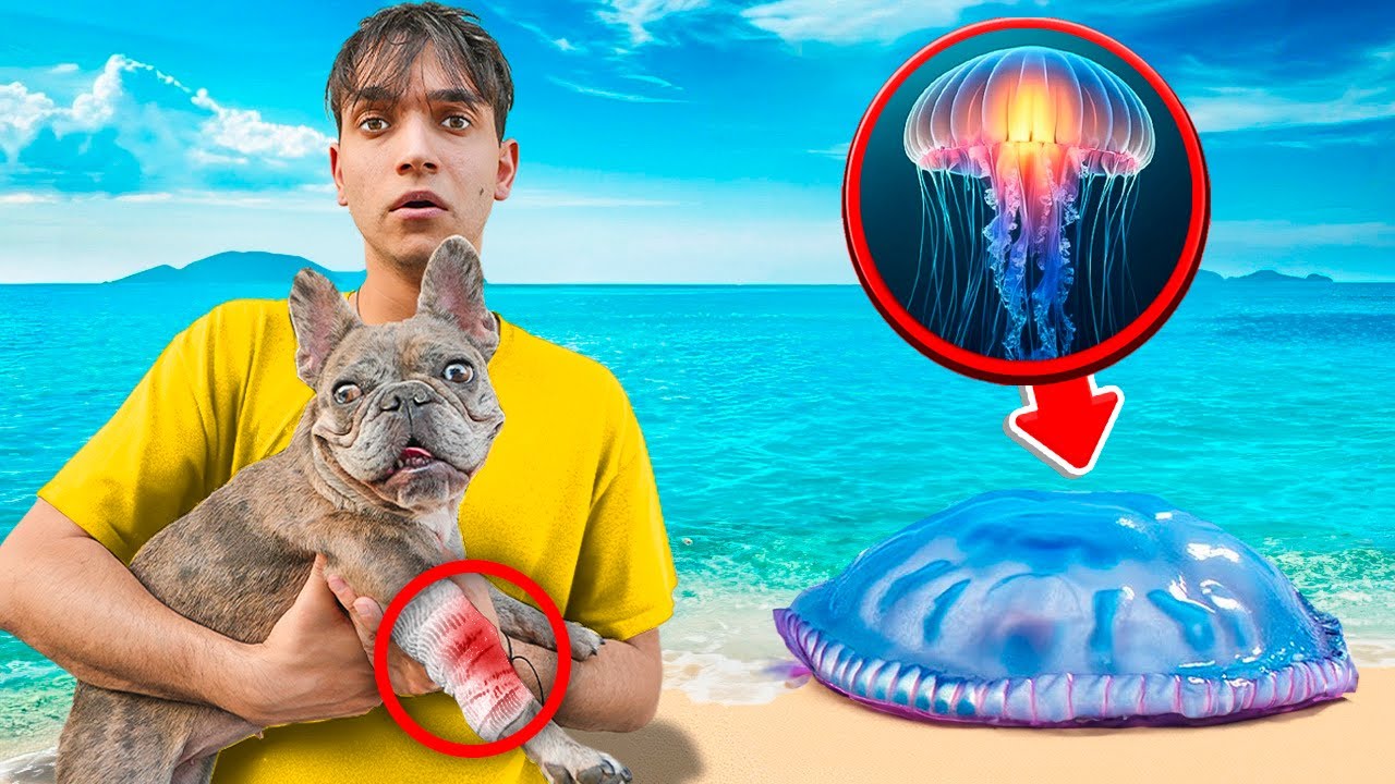 A Jellyfish ATTACKED my DOG!