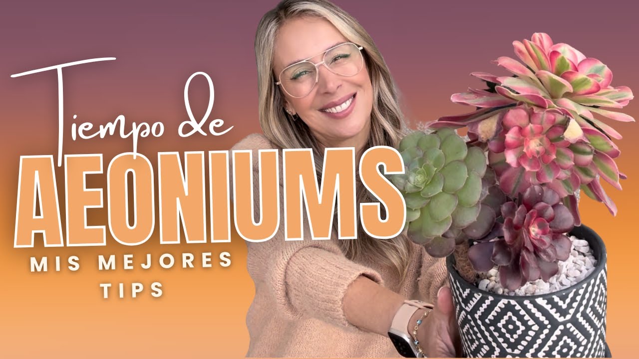 Mis mejores tips para cuidar de tus Aeoniums en esta temporada invernal