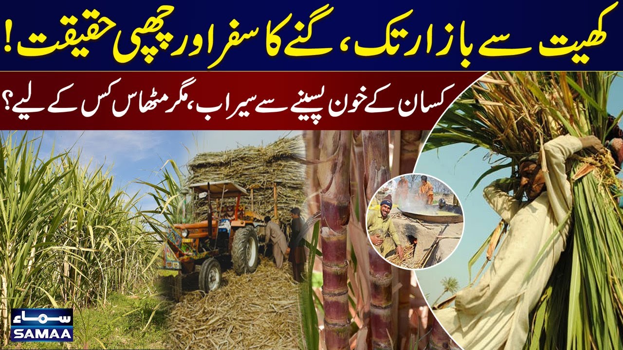 The Shocking Truth About Sugarcane Prices: Who Really Wins? | Samaa Digital