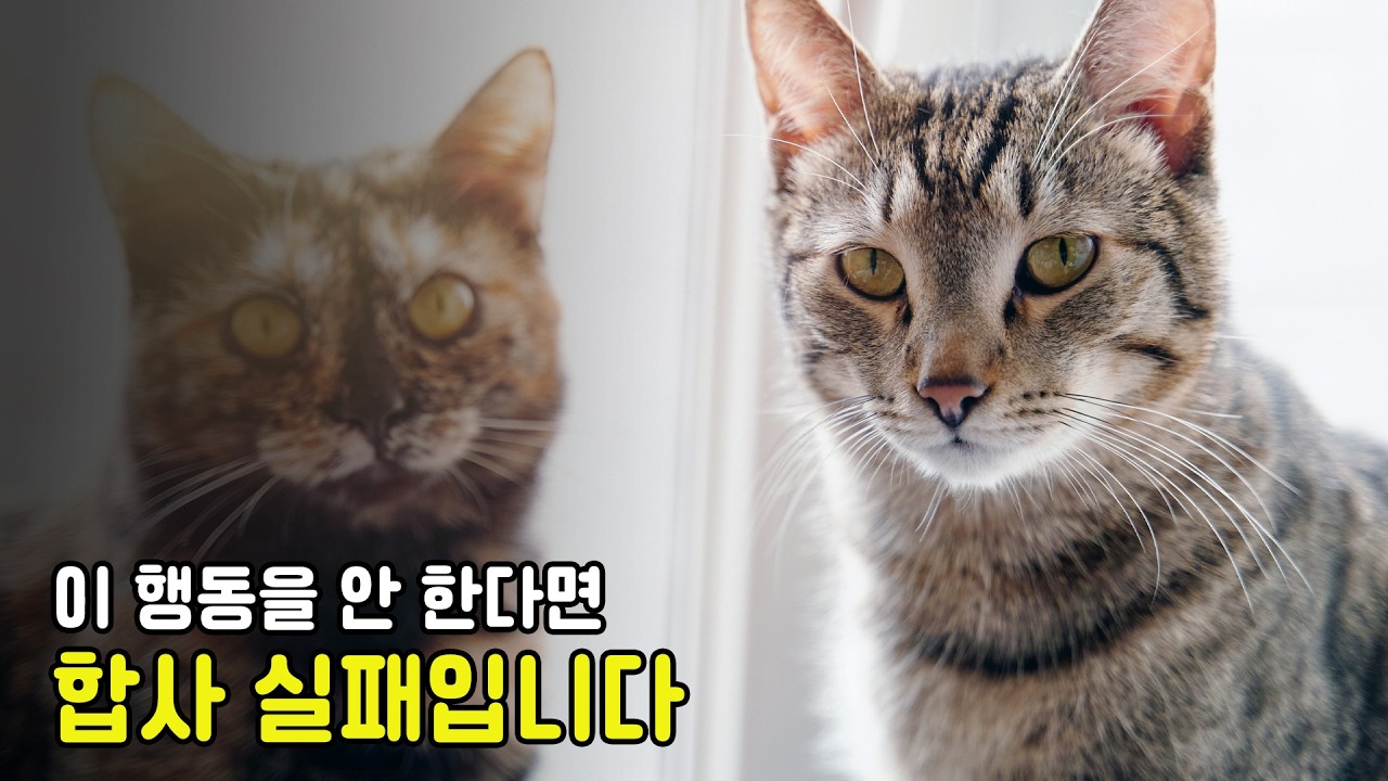 고양이 합사 실패했을 때, 어떤 선택지가 있을까요?