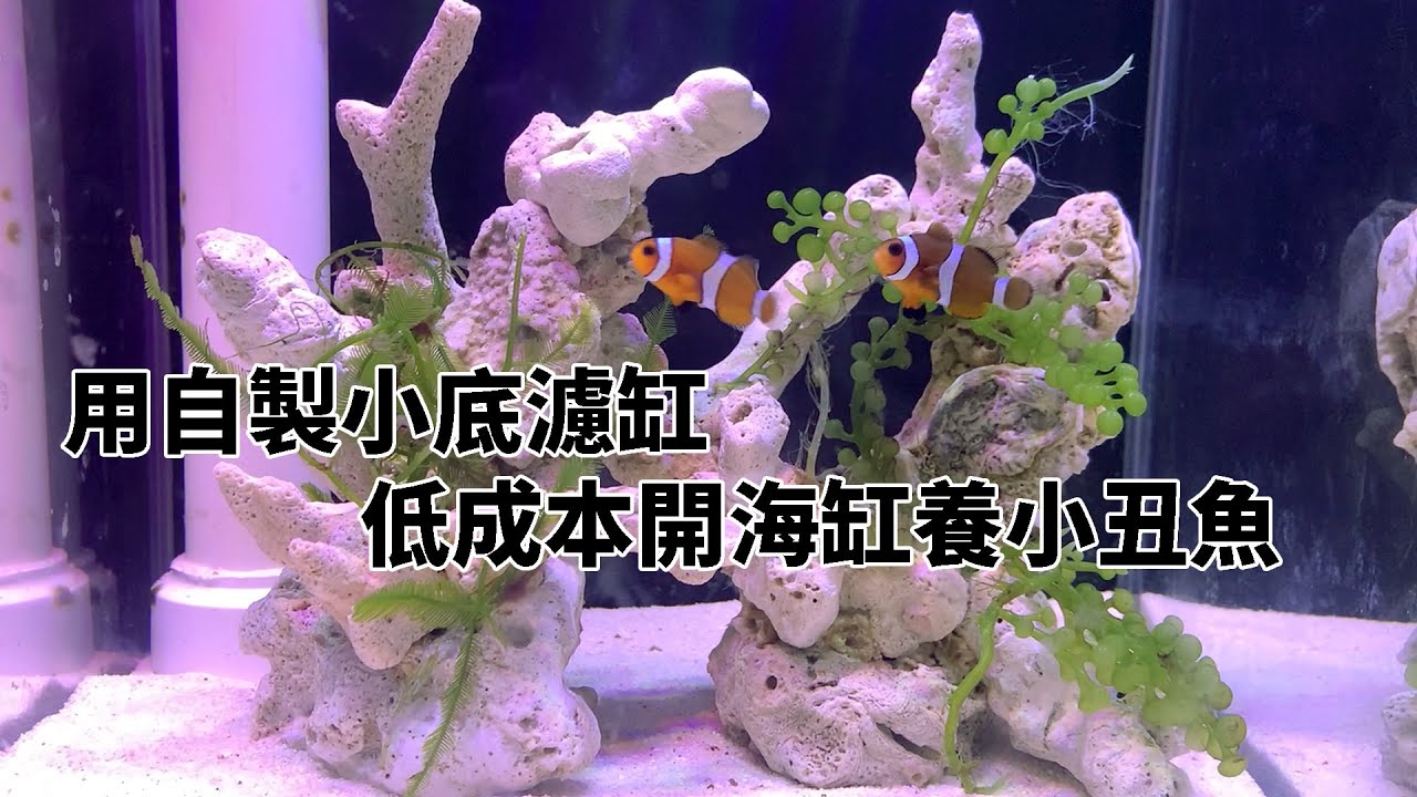 用自己DIY的底濾小缸，開一個低成本的小海缸養小丑魚，海缸養魚原來這麼簡單【水世界水族馆】