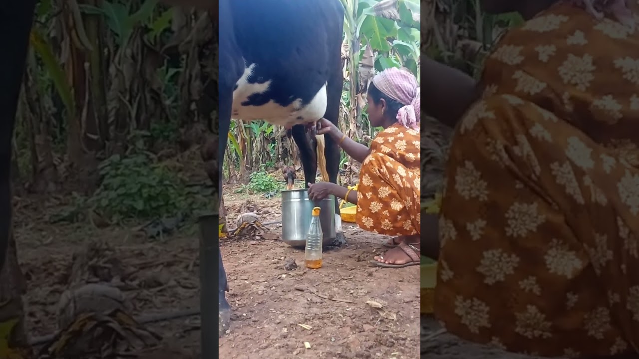பால் கறக்கும் ஒரு காட்சி 💪🫰🐂🐄