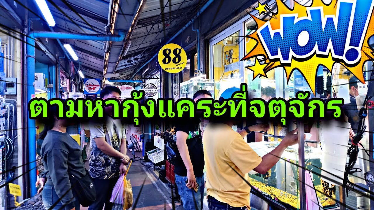 ร้านขายกุ้งแคระ ในตลาดปลาจตุจักร