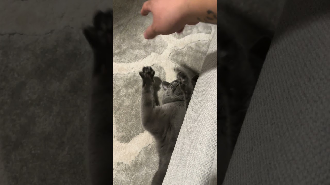 Котангис - обыкновенный  #usa #cat #russianblue