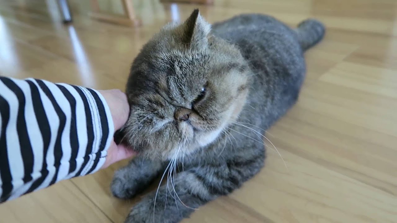 換毛期で毛だらけ笑エキゾチックの猫はちゅねちゃん