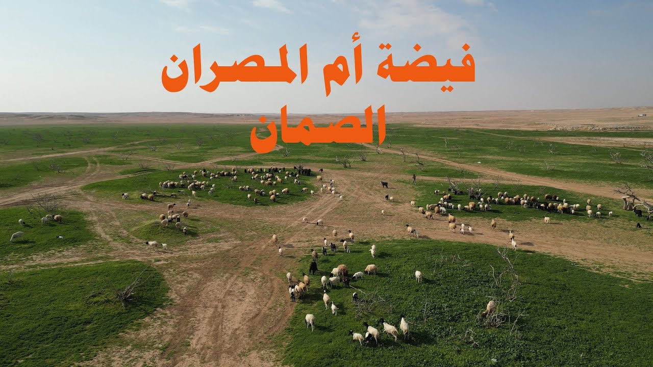 كشتة فيضة ام المصران | الصمان | خزامى العمانية | ربيع الصمان