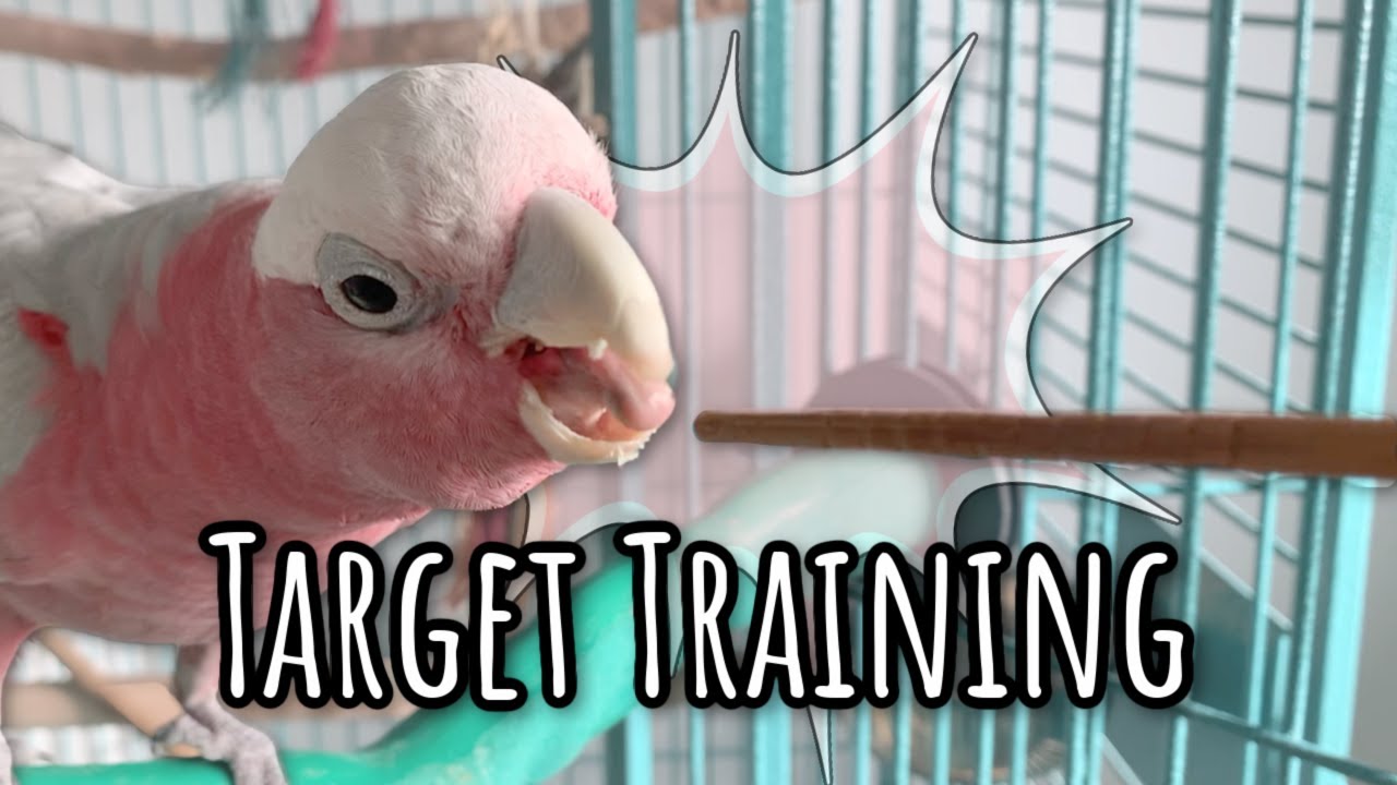 How To Build Trust With Your Parrot | The Simplest Form Of Training Can Be The Most Effective