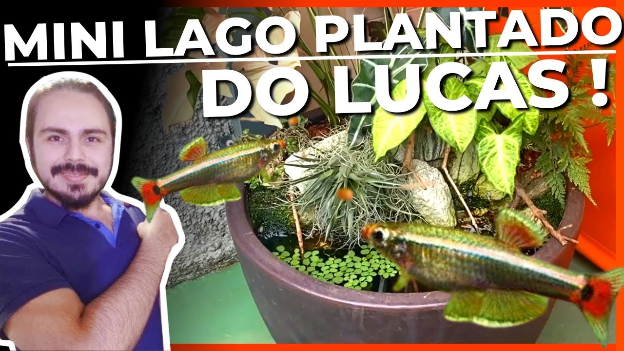 🔴O MINI LAGO PLANTADO DO INSCRITO LUCAS ( CONHECENDO OS AQUÁRIOS DOS INSCRITOS ) |Mr. Betta|