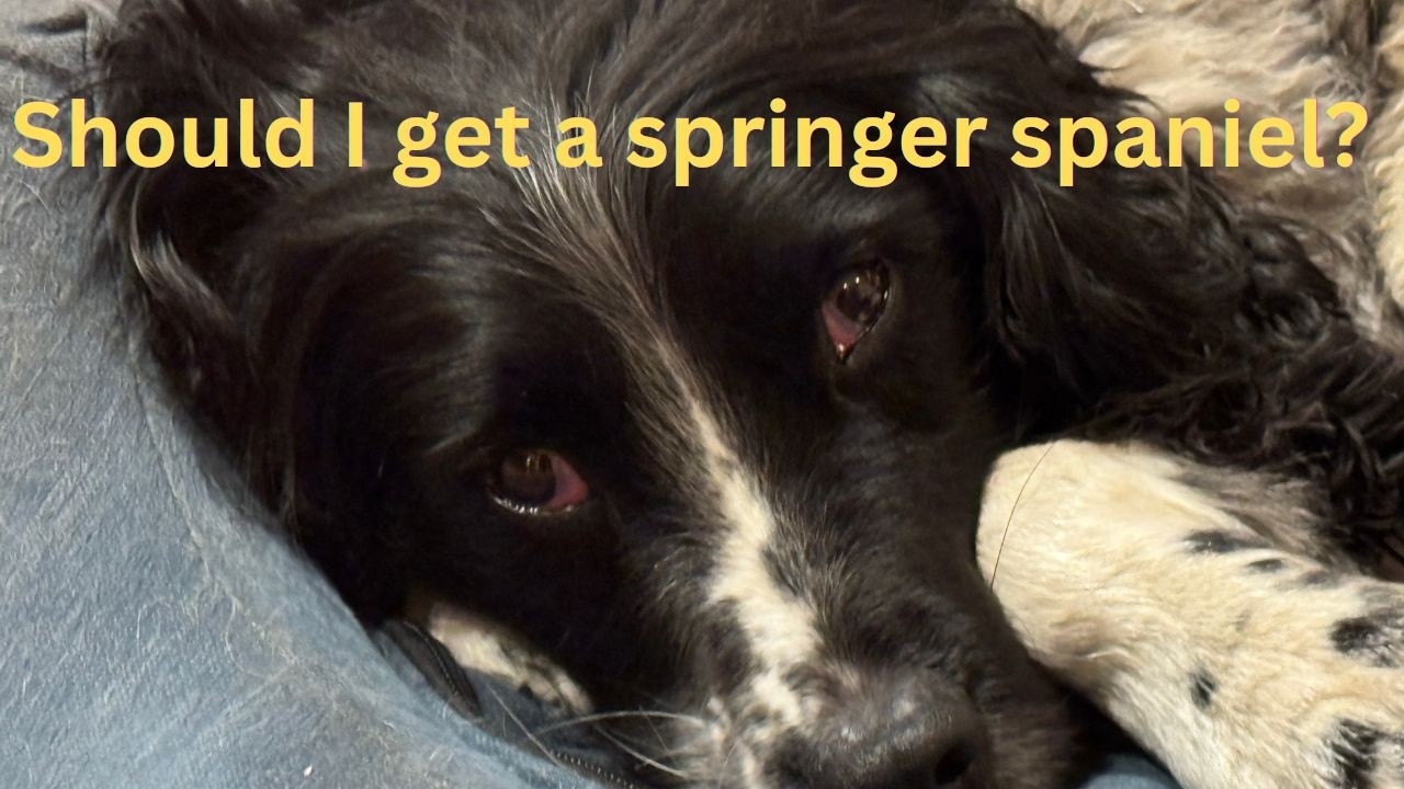 Stop! Don't Buy a Springer Spaniel Until You Watch This