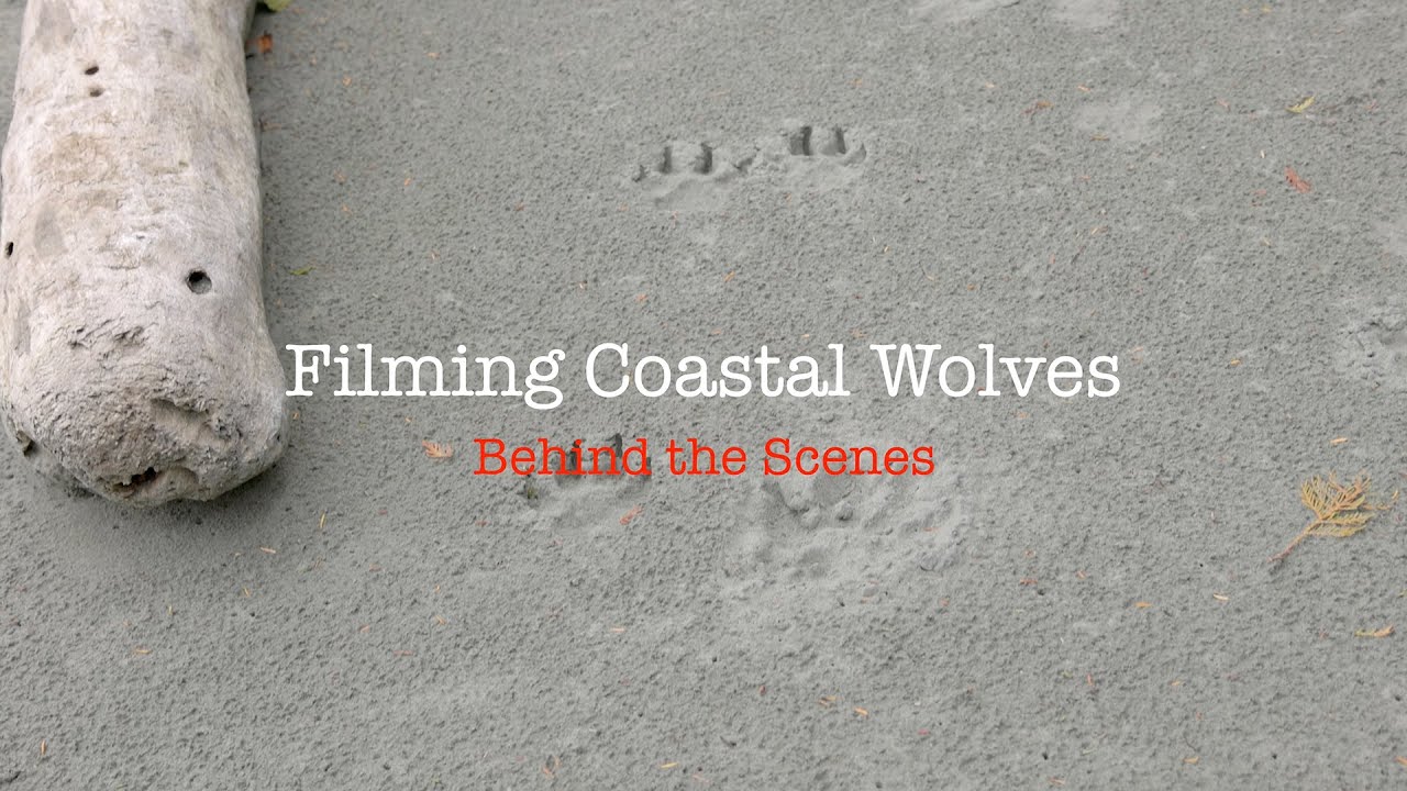 CRAZY CONDITIONS: Coastal Wolves - A Look Behind the Scenes