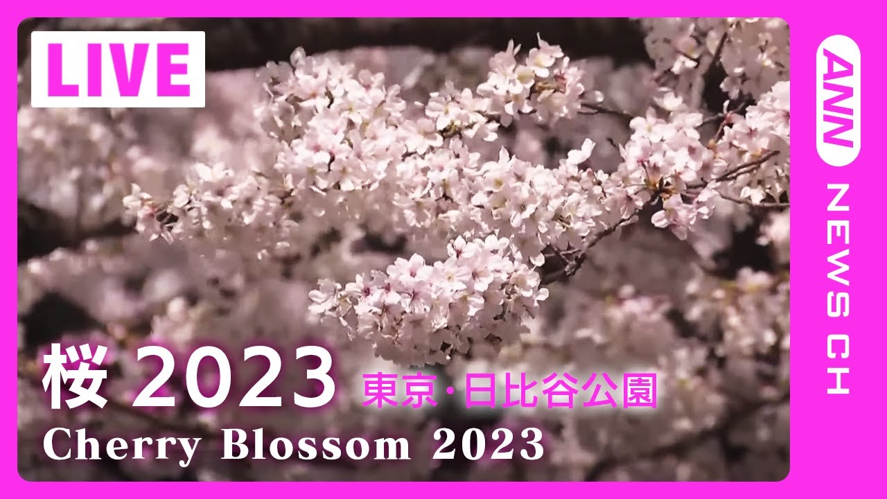 【桜LIVE】サクラの名所からライブ中継 東京・日比谷公園(2023/3/22) ANN/テレ朝
